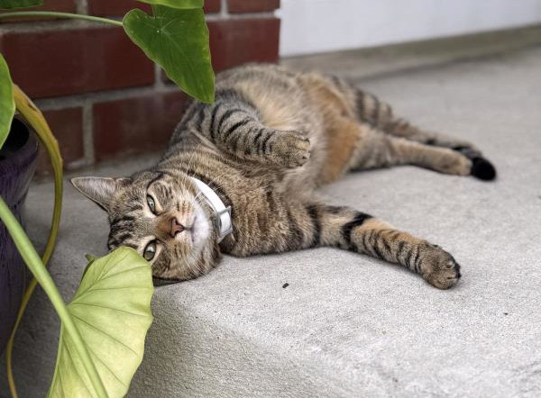 /Images/uploads/Cat Welfare Association/CatWelfare/entries/33884thumb.jpg